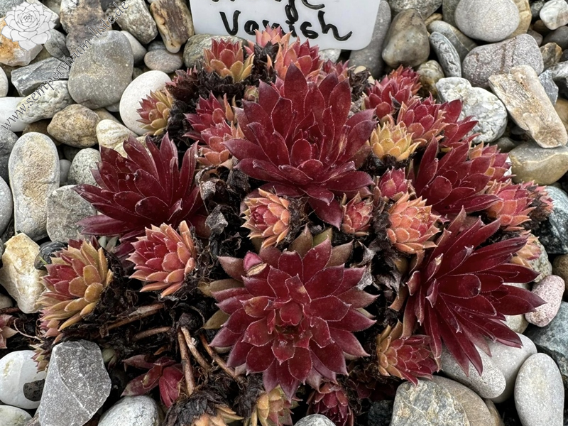 Orange Varnish (NNG)