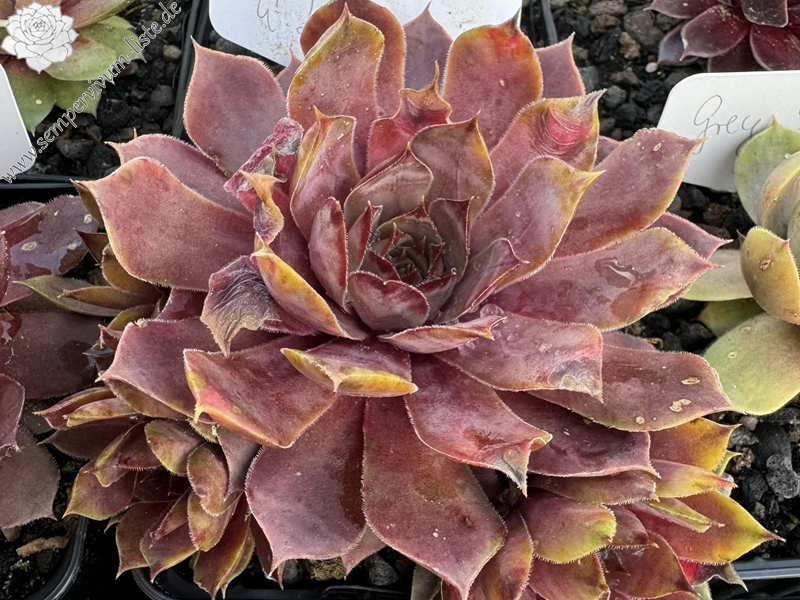 Rainbow Star (II) (Netzfund)