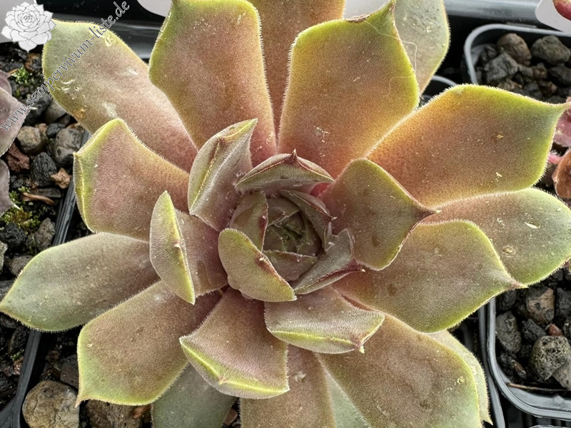 Rosenzobels Olive (Netzfund)