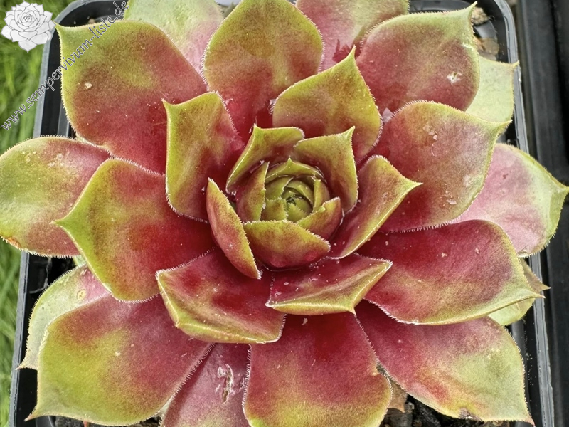 Sonnenherz (Netzfund)