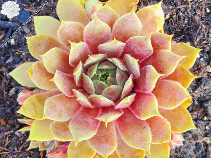 Tequila Sunrise (NNG)