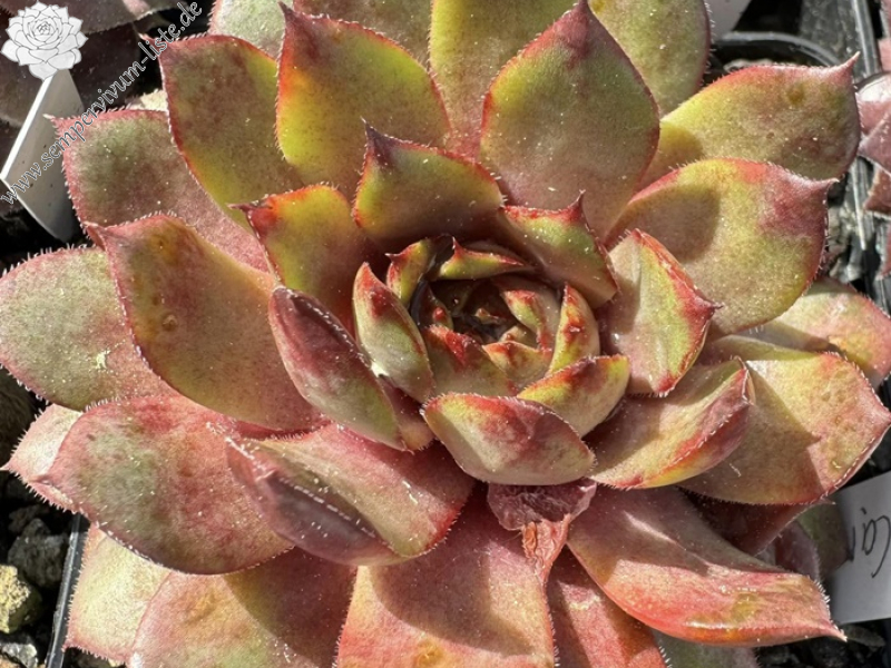 Wiener Caramel (Netzfund)