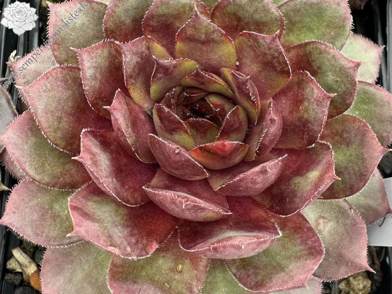 Wiener Caramel (Netzfund)