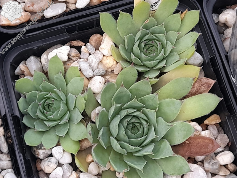 Coffee and Cigarette