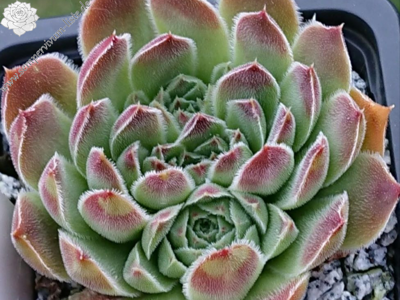Sinarca