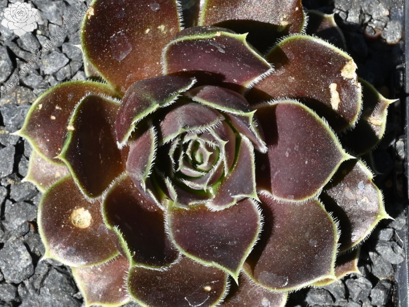 Graciella / Jovi