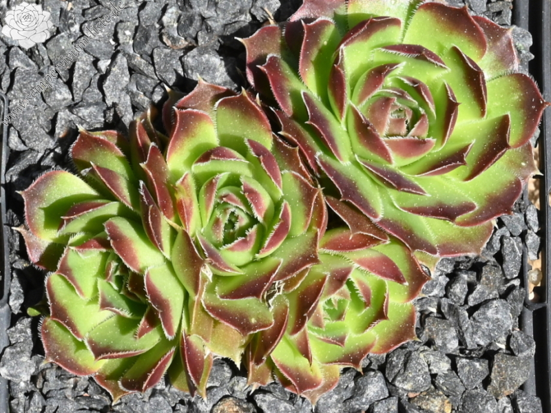 Korspel Midnight / Jovi