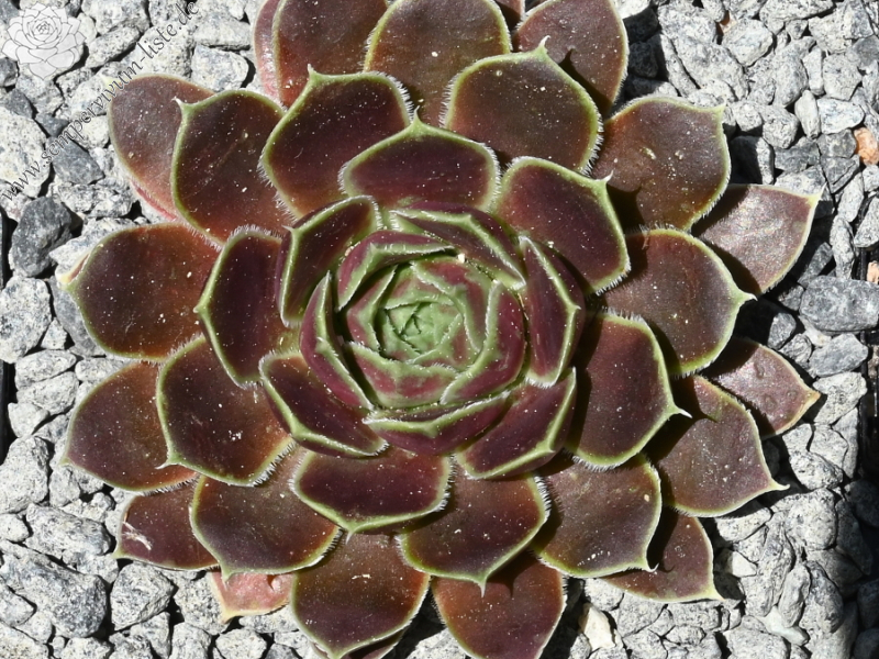 Merwede Star / Jovi