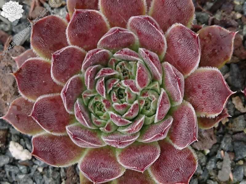 Sinarca