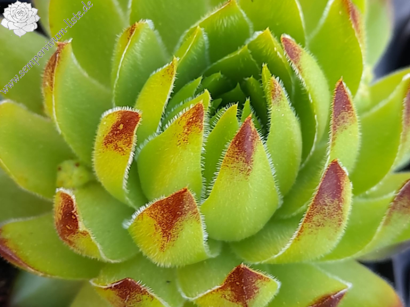 Sweet Lime Girl / Jovi 