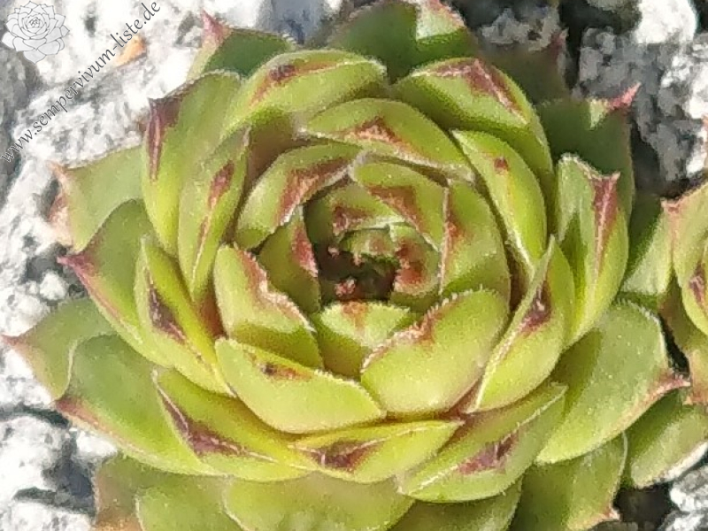Taxandria