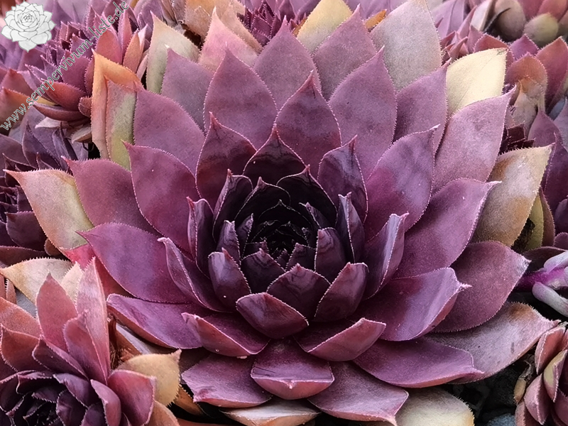 When You Awake (NNG)