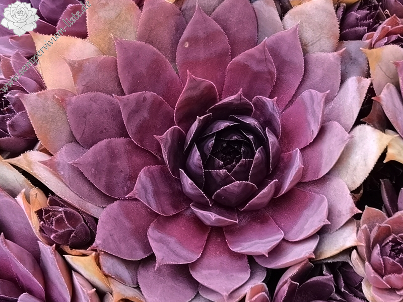 When You Awake (NNG)