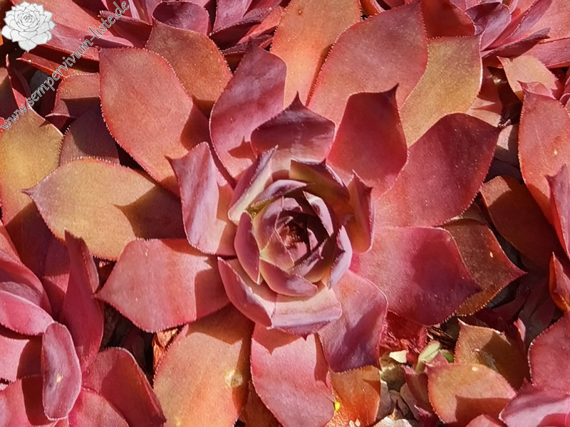 When You Awake (NNG)