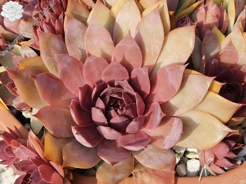 When You Awake (NNG)