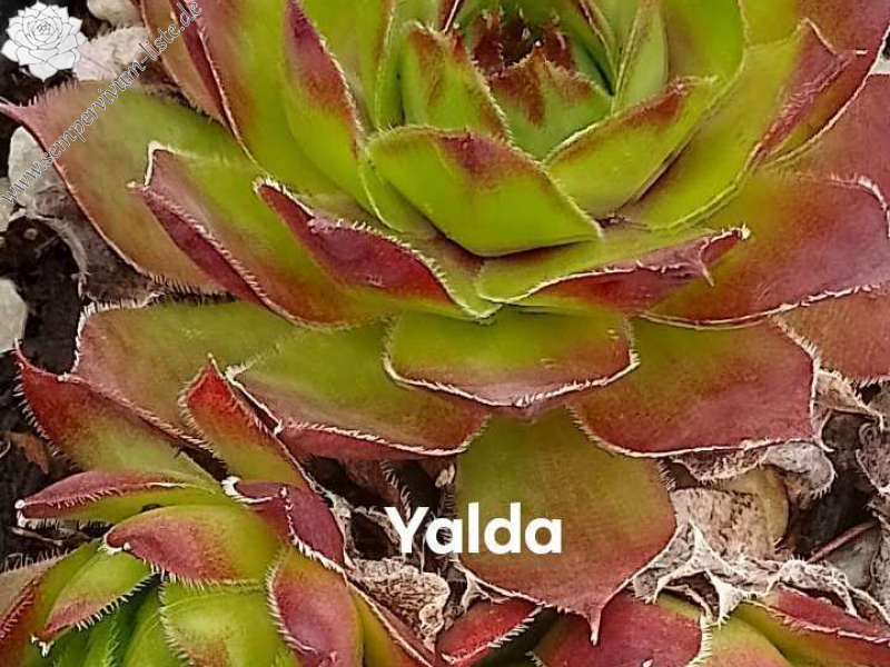 Yalda
