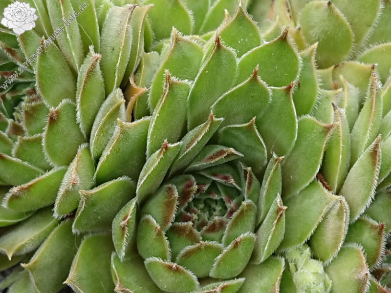 Eisstern