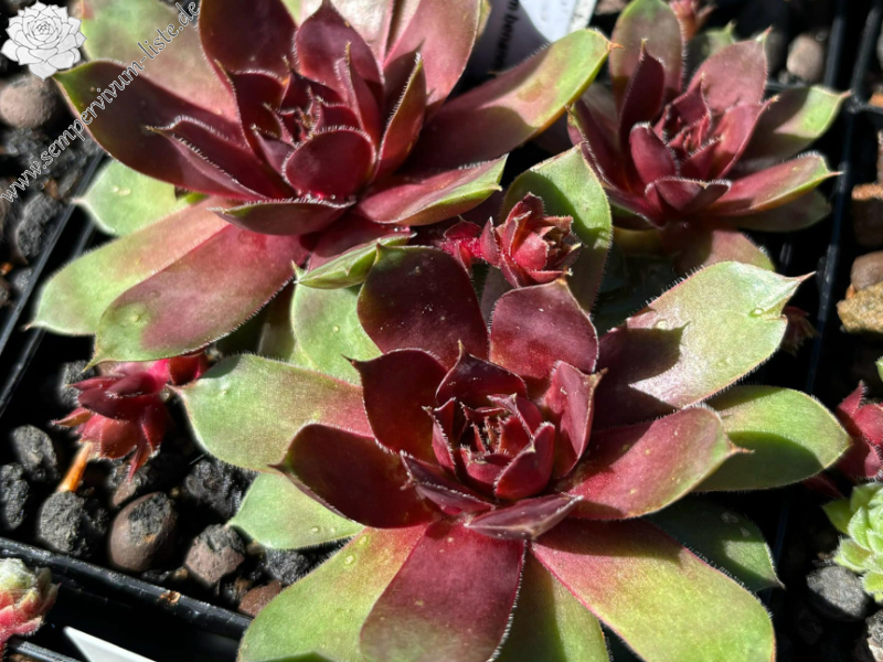 Forever Sam (Netzfund)