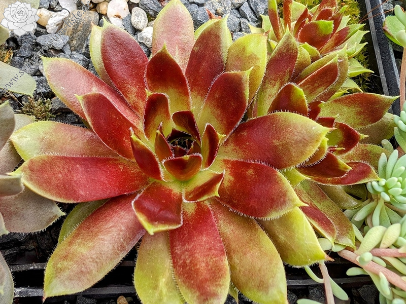 Madeira