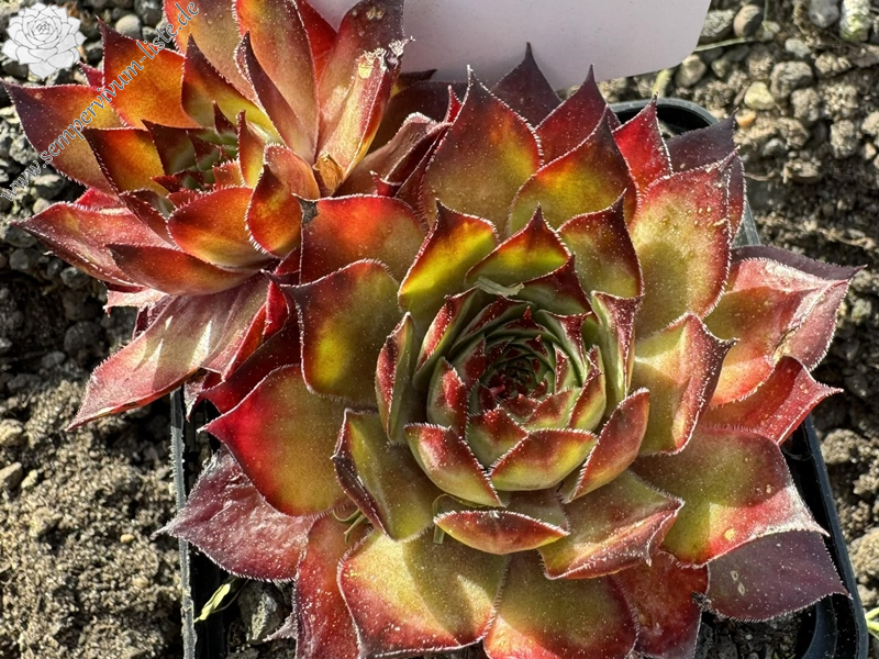 Papa Bär (Netzfund)