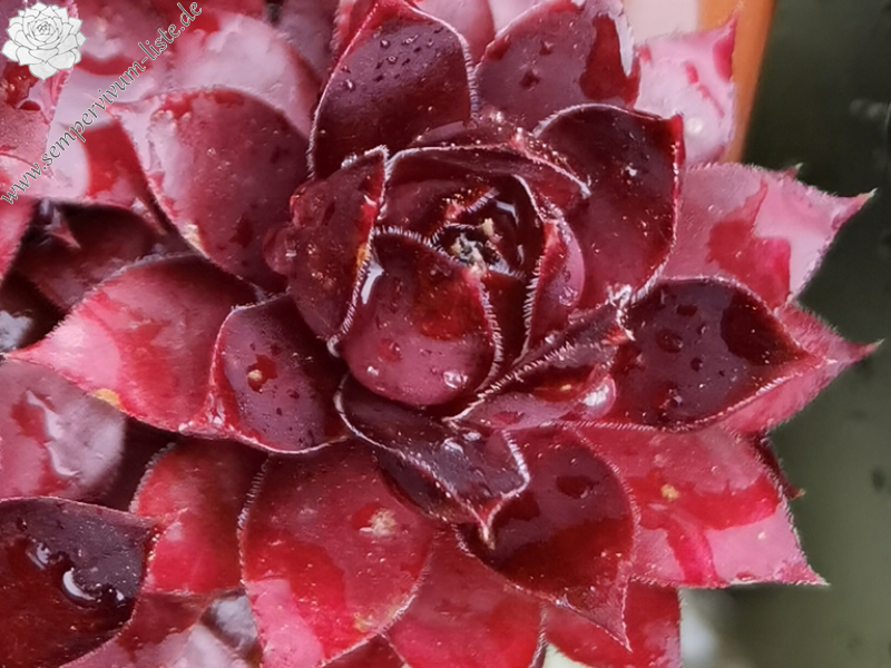 Peters Rote Krabbe