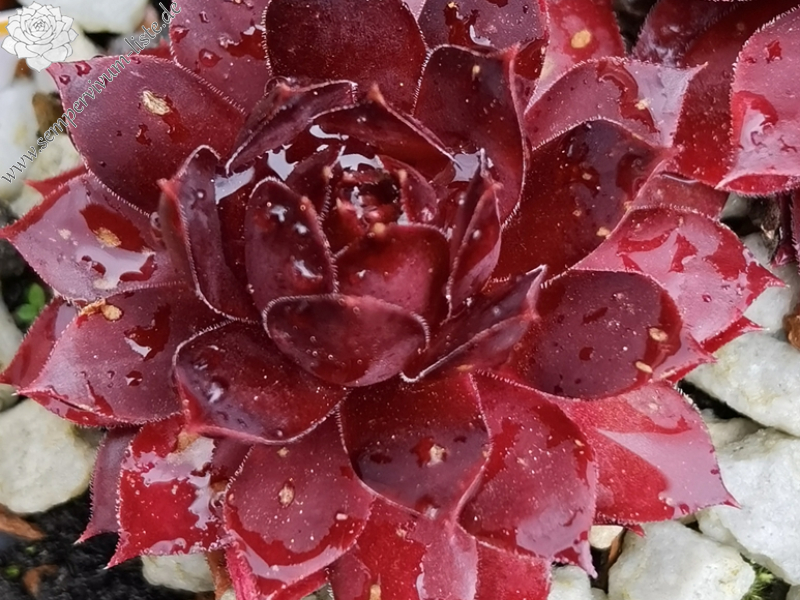 Peters Rote Krabbe