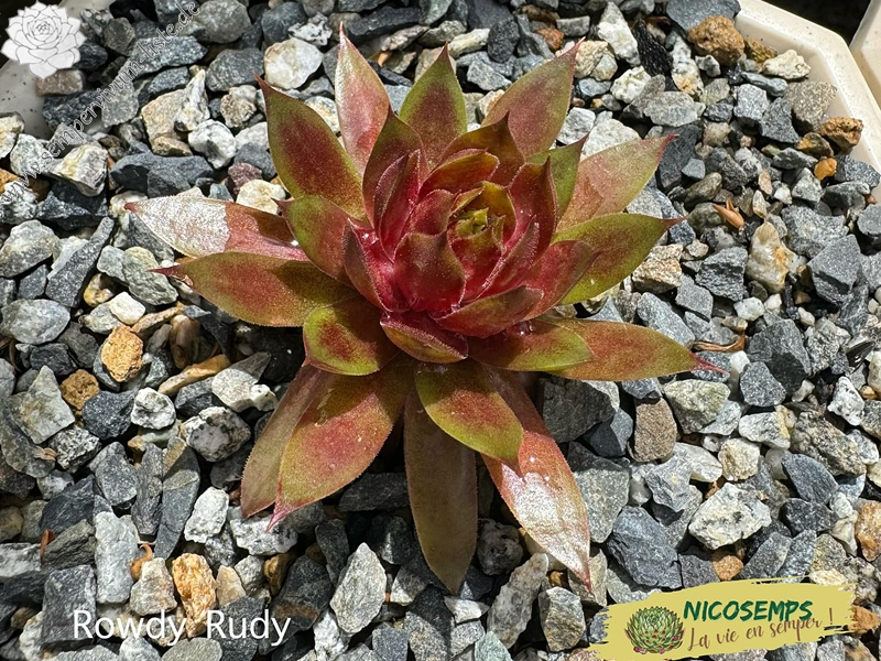 Chick Charmlettes® Rowdy Rudy™ (NG)