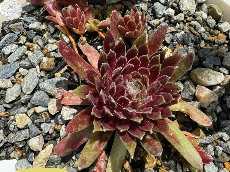 Chick Charmlettes® Sleepy Steve™ (NG)