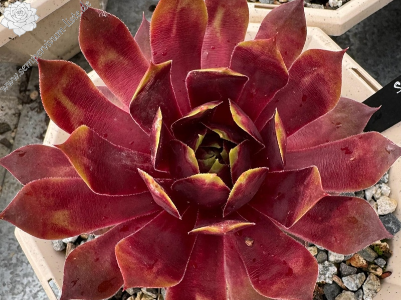 Supersemps® Gemstone (Netzfund)