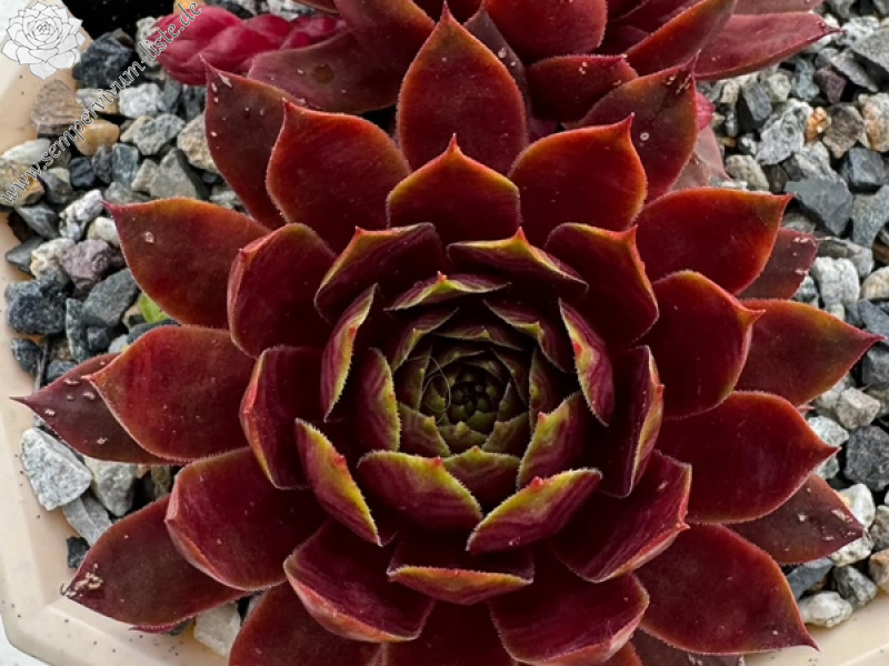 Supersemps® Ruby (Netzfund)