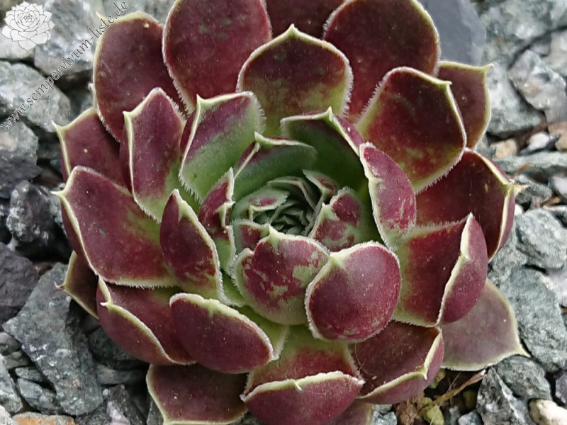 Lacerta