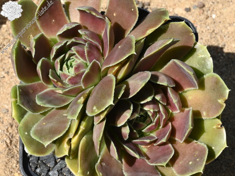 Ballet Dancer / Jovi