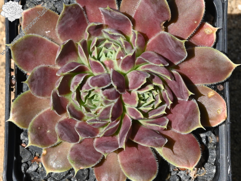 Green Roosje / Jovi