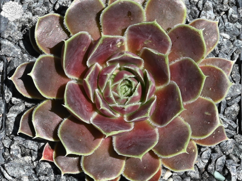 Merwede Star / Jovi