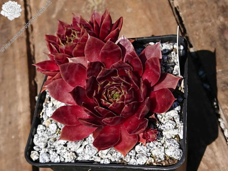 Mutter Töchter (NNG)