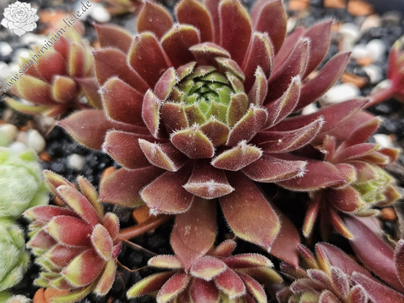 My pink Splash (NNG)