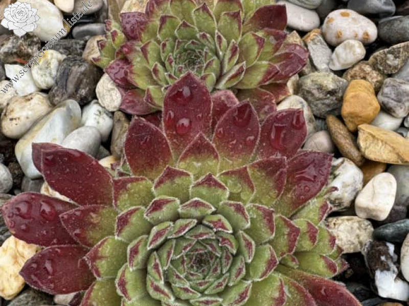 Paddington Bear (NNG)