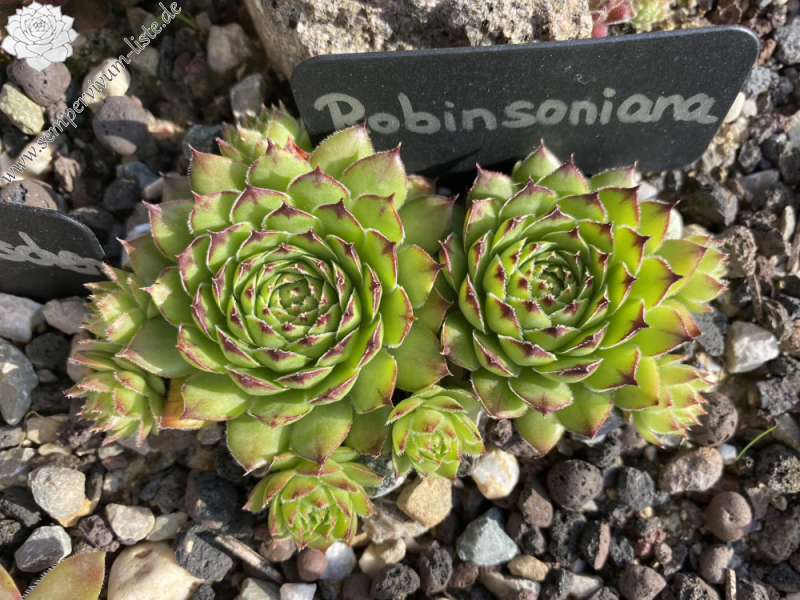 Robinsoniana