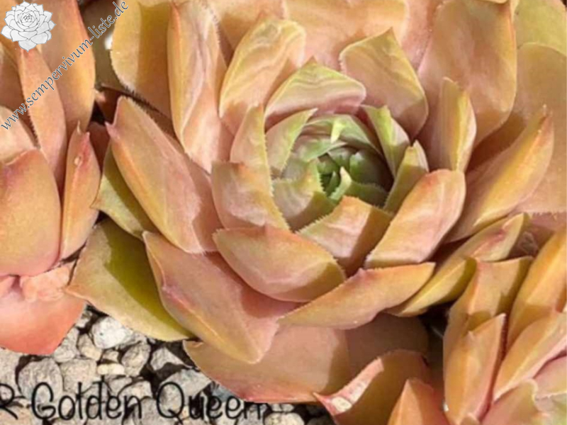 SR Golden Queen Peach (NNG)