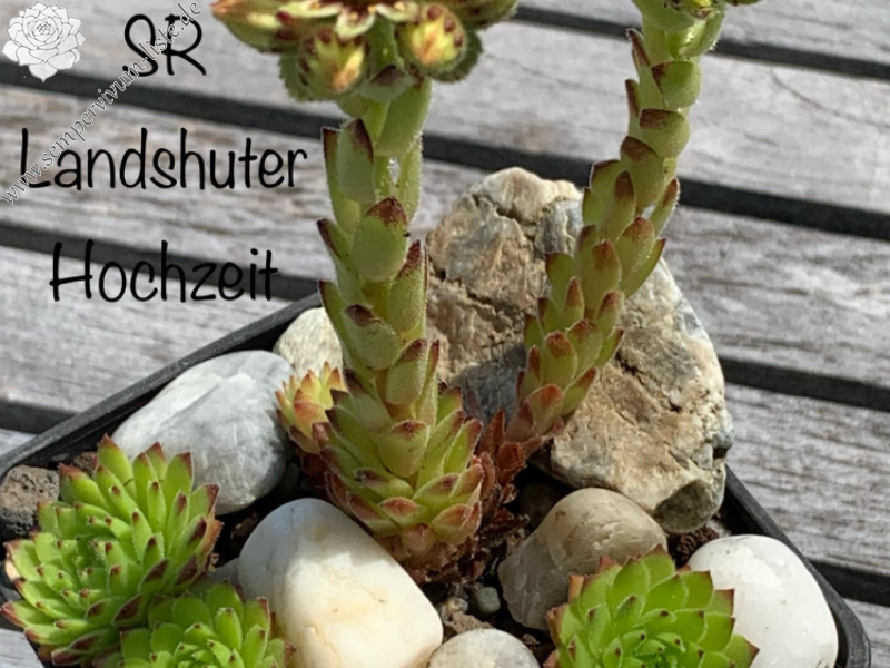 SR Landshuter Hochzeit (NNG)