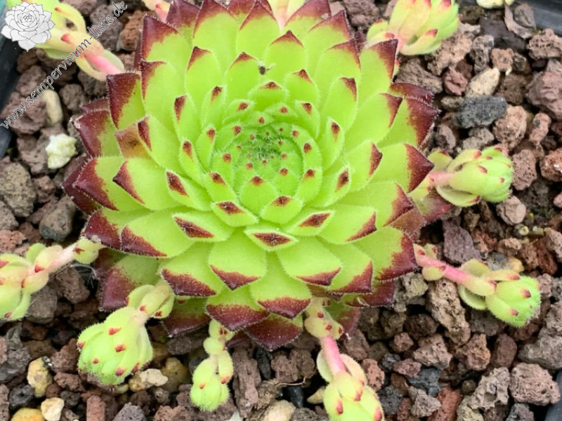 SR Landshuter Hochzeit (NNG)