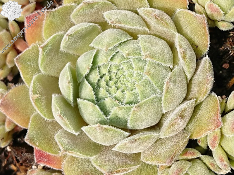 Korspelse Gallezou