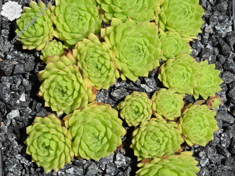 Angorite