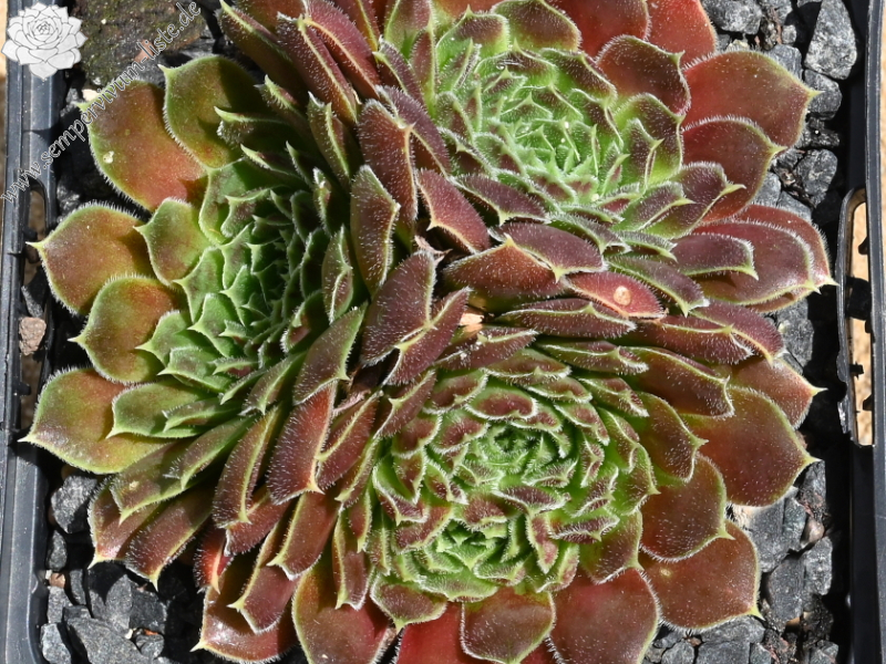 Rosette Kokette / Jovi