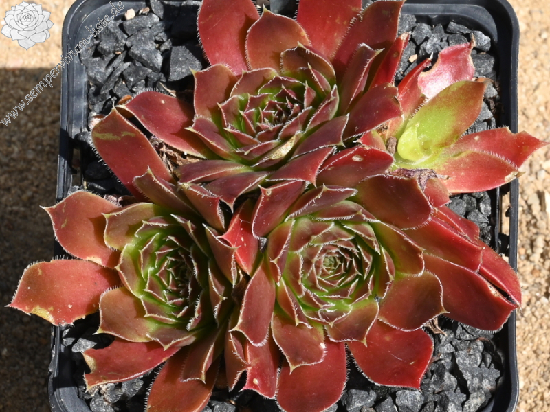 Winter Bronze / Jovi