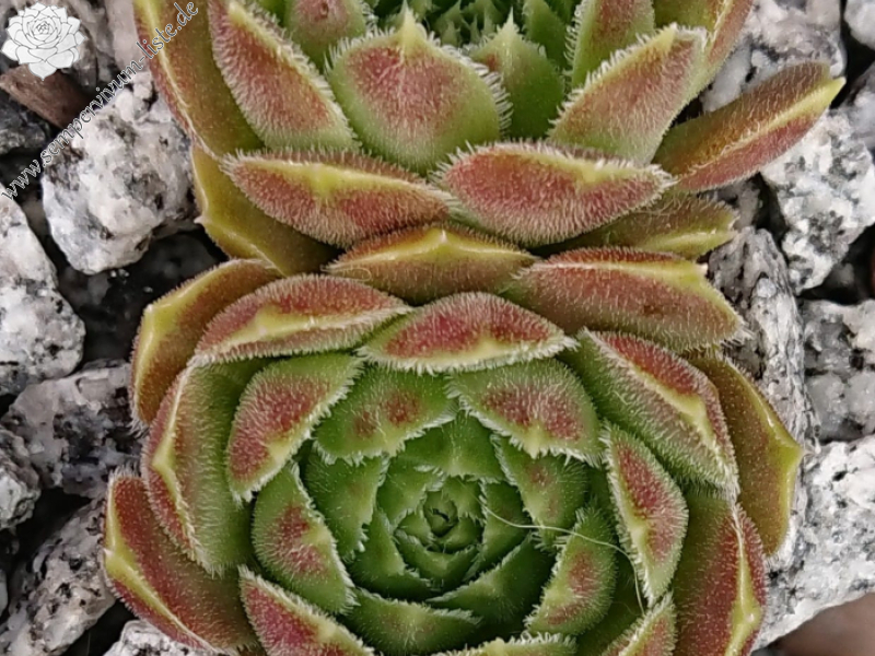 Keisha