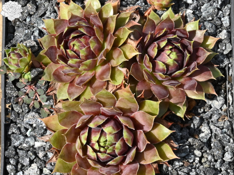 Innocentia