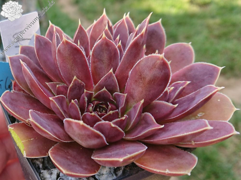 Aristobule