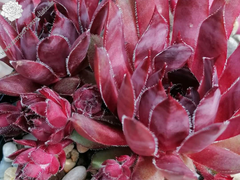 My Broken Heart im Sommer