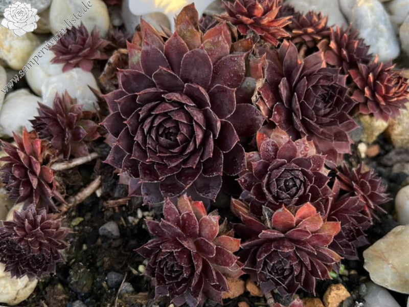 Bad Boy